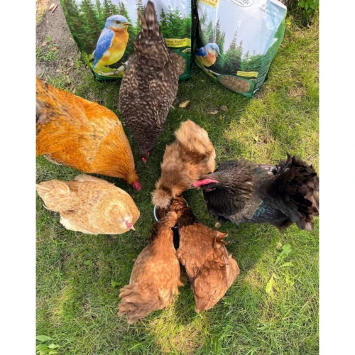 Worm Combo Pack / 5 Lb. Mealworms & 5 Lb. Black Soldier Fly Larvae -Nutrition Pet Shop CustomerPhoto HeatherWolf AllBulkDriedInsects 4 df51d163 83f5 47b7 bf92 b4918dc0e70a