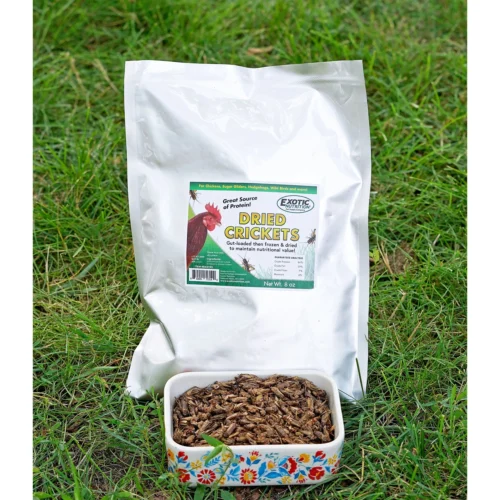 Chicken Treat 3 Pack -Nutrition Pet Shop CustomerPhoto HeatherWolf DriedCricketsInYard 1 40bc0659 d5e5 44ac b503 1a005d771cae
