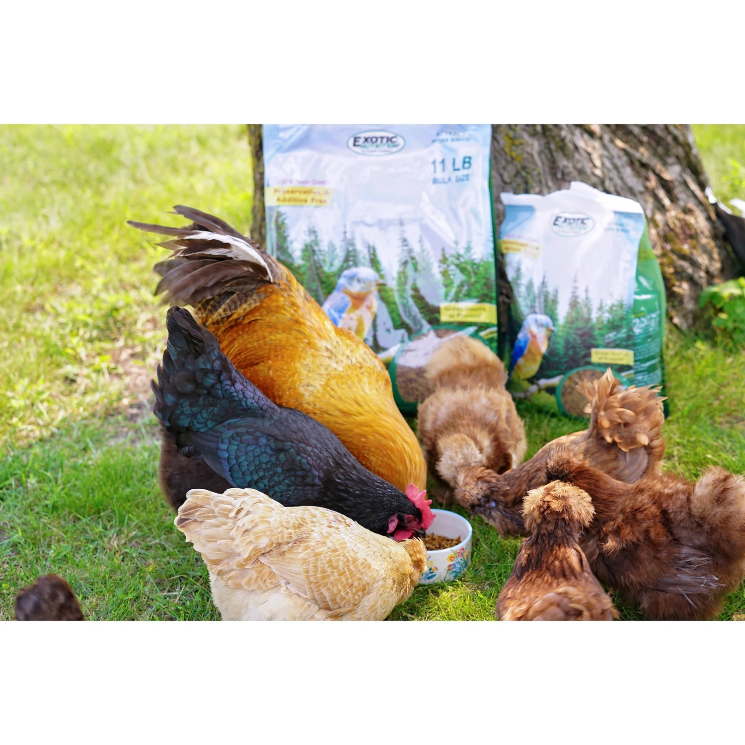 Dried Mealworms 2 Lb. 6 Dried Mealworms 2 Lb. - Image 6