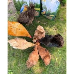 Dried Mealworms Bulk 26 Dried Mealworms Bulk -Nutrition Pet Shop CustomerPhoto HeatherWolf DriedMealwormsInYardwithChickens 3 e8bdd92c 9a01 45d5 9d47 ff7535fe170b