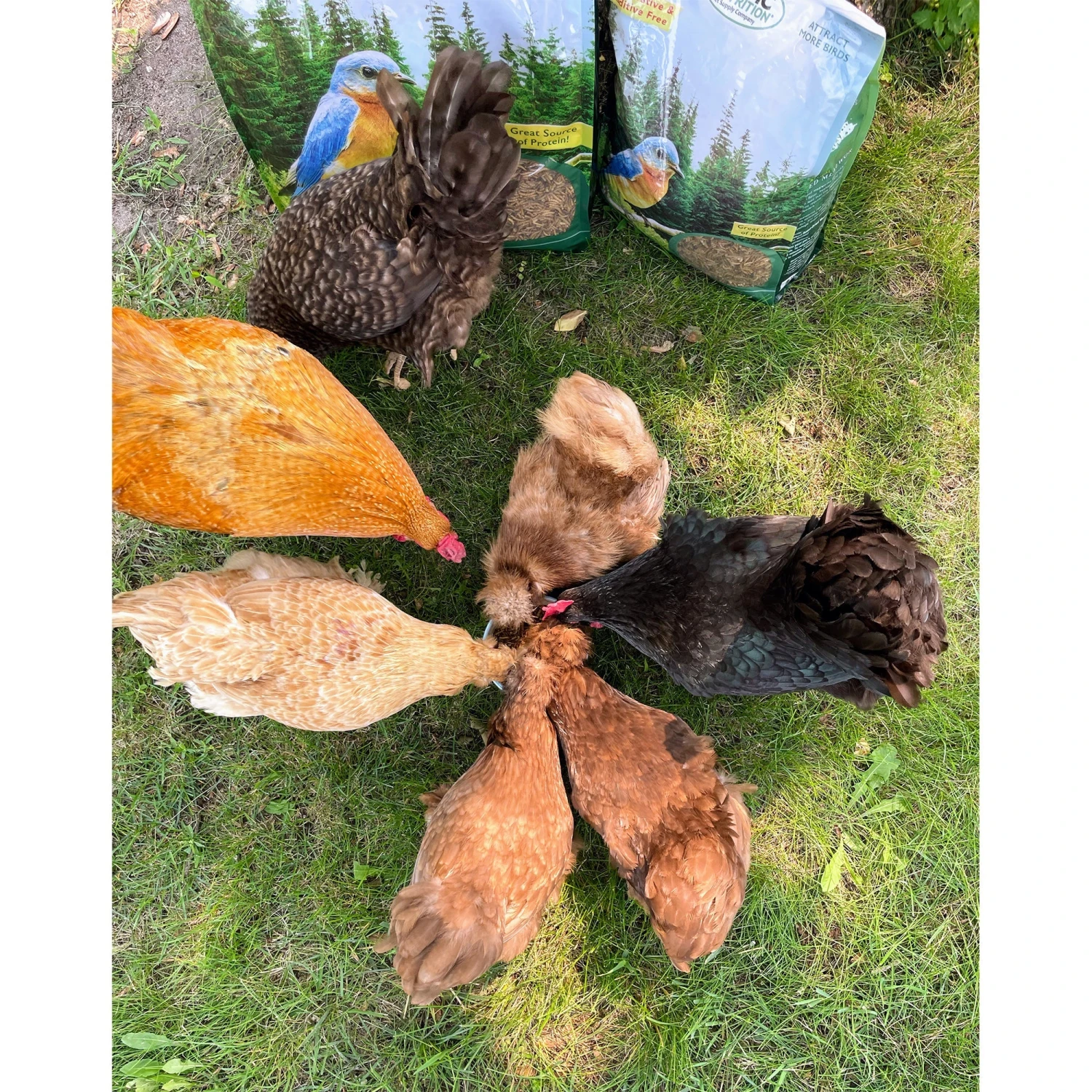 Dried Mealworms Bulk 9 Dried Mealworms Bulk - Image 9