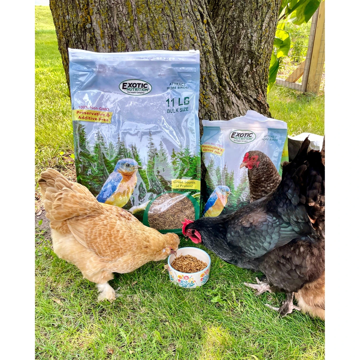 Worm Combo Pack / 5 Lb. Mealworms & 5 Lb. Black Soldier Fly Larvae 7 Worm Combo Pack / 5 Lb. Mealworms & 5 Lb. Black Soldier Fly Larvae - Image 7