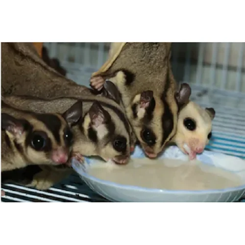 HPW Sugar Glider Food -Nutrition Pet Shop CustomerPhoto InstantHPW 1 1