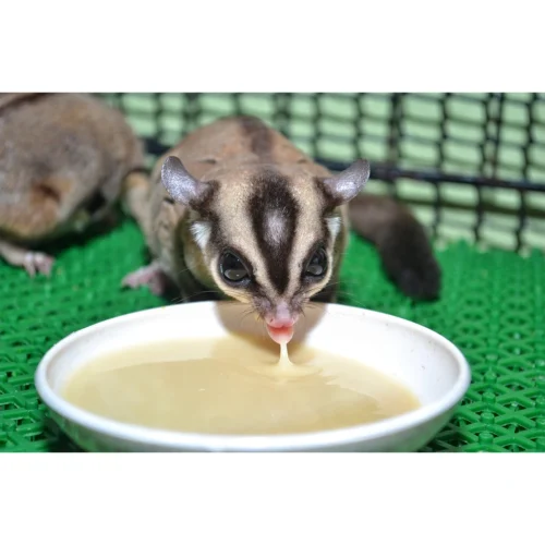 HPW Sugar Glider Food -Nutrition Pet Shop CustomerPhoto InstantHPW 2