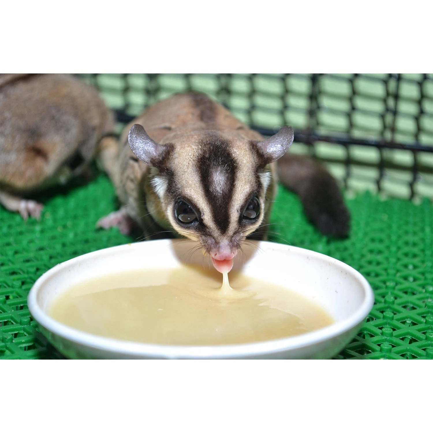 Instant-HPW Honey & Fruit Recipe Sugar Glider Food 7 Instant-HPW Honey & Fruit Recipe Sugar Glider Food - Image 7