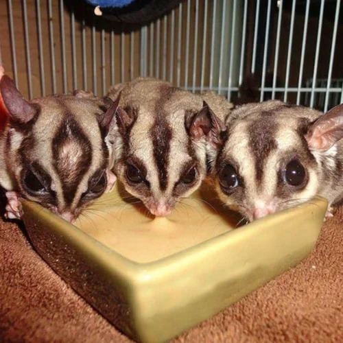 Instant-HPW Original Sugar Glider Food -Nutrition Pet Shop CustomerPhoto InstantHPW 3 4e8ffe01 d9da 47e0 8cfb 13867b9bac0a