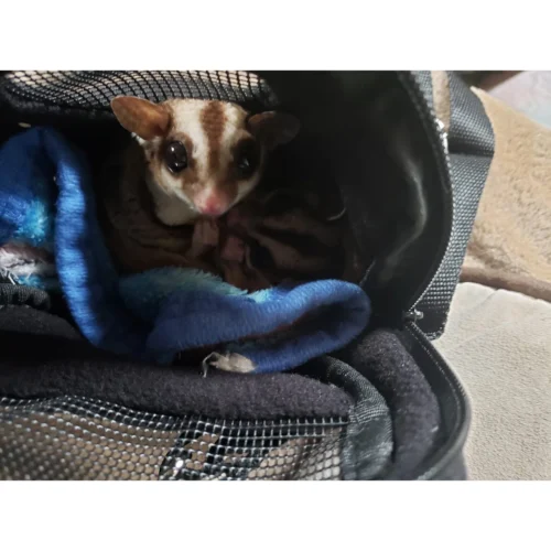 Kucci Carry Pouch 17 Kucci Carry Pouch -Nutrition Pet Shop CustomerPhoto KucciCarryPouch 1