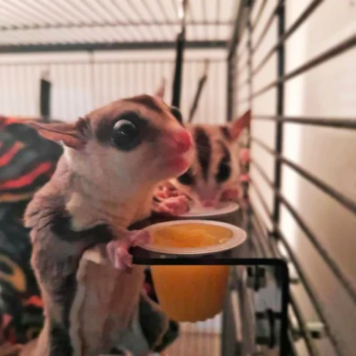 Nectar Pod Holder 13 Nectar Pod Holder -Nutrition Pet Shop CustomerPhoto NectarPodHolder 1