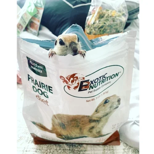 Prairie Dog Food 7 Prairie Dog Food -Nutrition Pet Shop CustomerPhoto PrairieDogDiet 1
