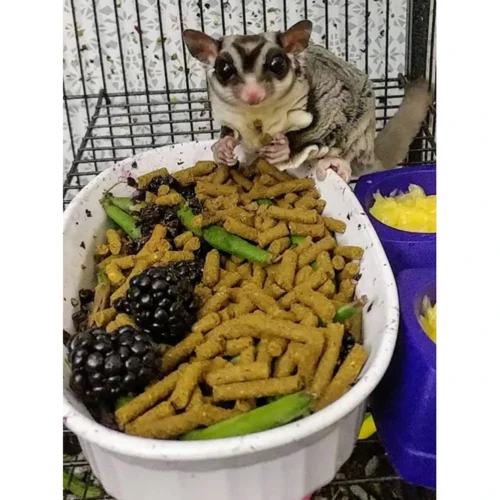 Premium Insectivore Diet Sugar Glider & Hedgehog Food -Nutrition Pet Shop CustomerPhoto PremiumInsectivoreDiet 2