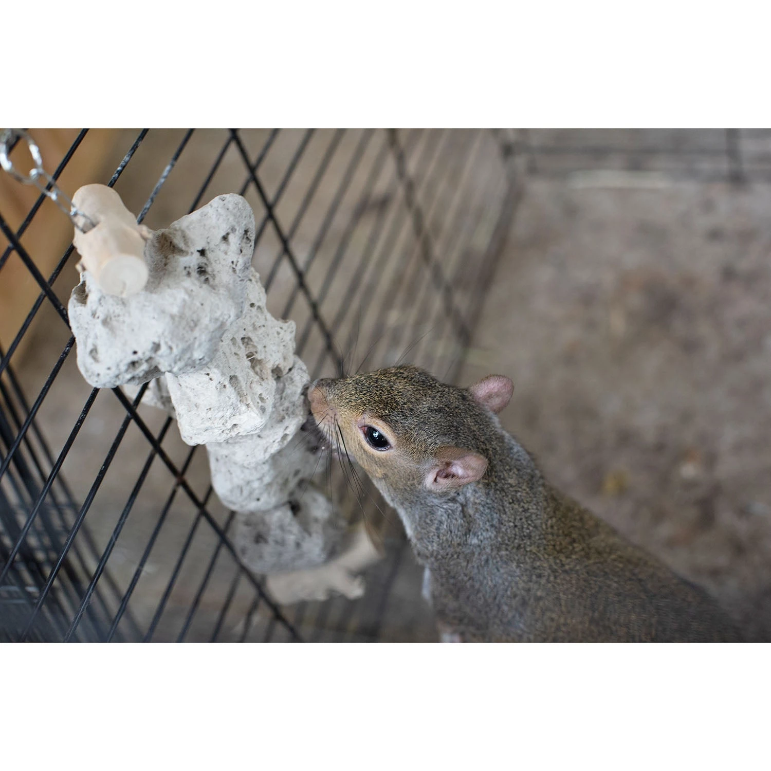 Pumice Chew Dangle 2 Pumice Chew Dangle - Image 2