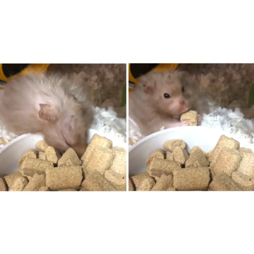 Rodent Blocks Rodent Food -Nutrition Pet Shop CustomerPhoto RodentBlocks 5