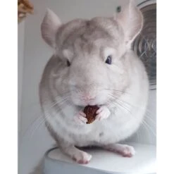 Chinchilla Diet W Rose Hips Chinchilla Food -Nutrition Pet Shop CustomerPhoto RoseHips 4