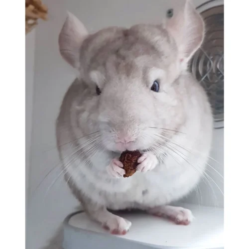 Chinchilla Diet W Rose Hips Chinchilla Food -Nutrition Pet Shop CustomerPhoto RoseHips 4