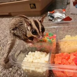 Sugar Glider Treat Variety Pack -Nutrition Pet Shop CustomerPhoto SugarGliderTreatVarietyPack 1