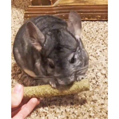 Apple & Oat Puff Sticks 14 Apple & Oat Puff Sticks -Nutrition Pet Shop CustomerPhoto TimothyPuffSticks 1