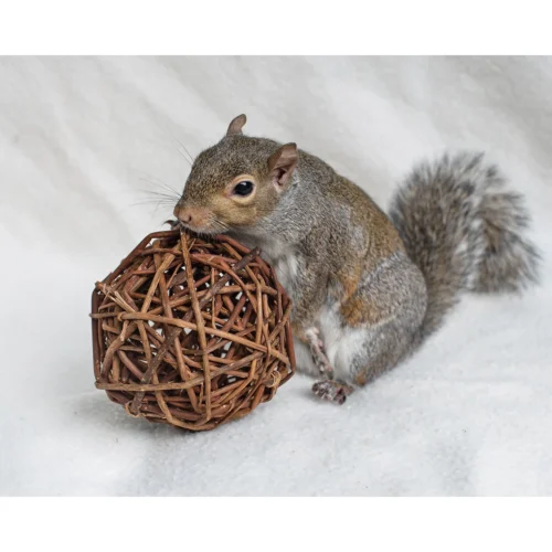 Willow Ball -Nutrition Pet Shop CustomerPhoto WillowBall 1