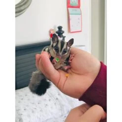 Treat Assortment 24 Treat Assortment -Nutrition Pet Shop CustomerPhotoIslandBlend1