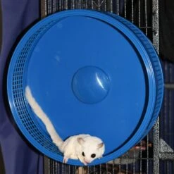 Silent Runner 12" PRO 37 Silent Runner 12" PRO -Nutrition Pet Shop CustomerPhotoSilentRunnerProWheelWithGlider3