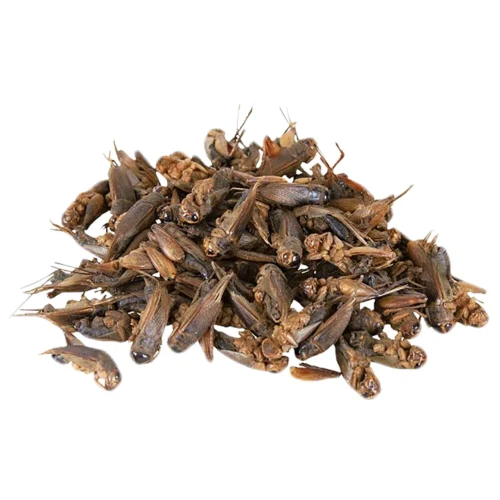 Bulk Dried Insect Trio 25 Bulk Dried Insect Trio -Nutrition Pet Shop DriedCrickets2.2lb 4 cfe377cd c613 420e be6f 9f6532bb02ed