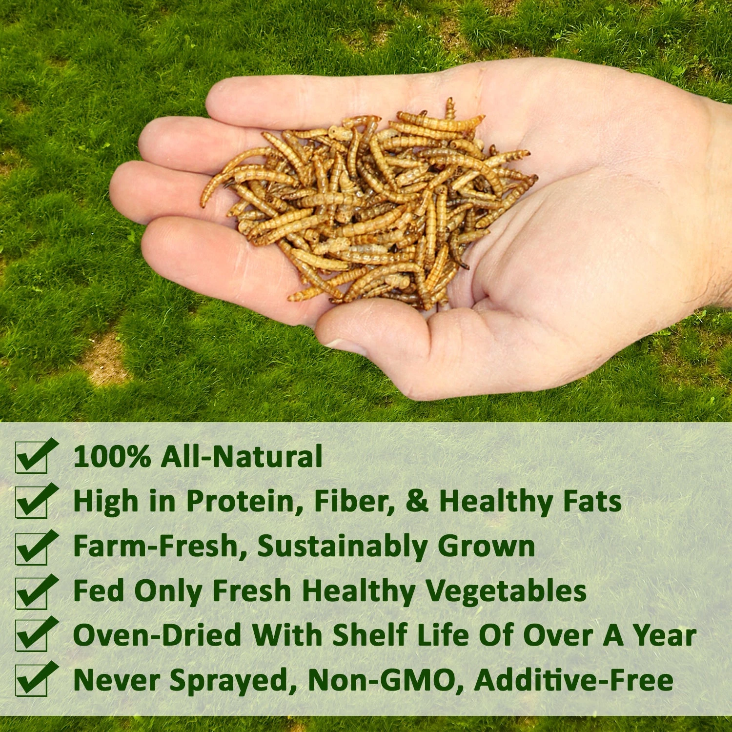 Dried Mealworms Bulk 4 Dried Mealworms Bulk - Image 4