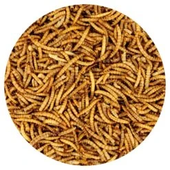 Dried Mealworms 2 Lb. 24 Dried Mealworms 2 Lb. -Nutrition Pet Shop DriedMealwormsCloseUp1 464727ea ae38 4b5c 9189 d609ca32138a