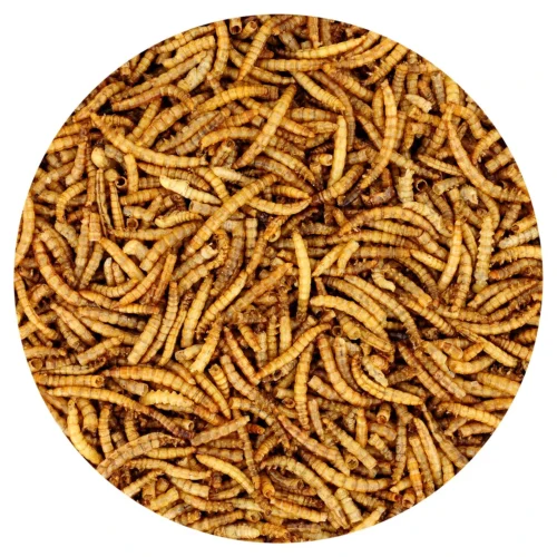 Dried Mealworms Bulk -Nutrition Pet Shop DriedMealwormsCloseUp1 b1905d5a 550c 47a9 8ed2 6ec6b2aba6b0