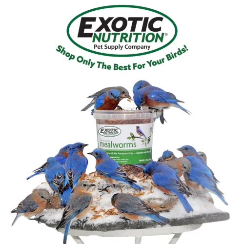 Bulk Dried Insect Trio 29 Bulk Dried Insect Trio -Nutrition Pet Shop DriedMealwormsCustomerPhotoBluebirds1 68912e8c fc75 4a59 9c08 20c0345a8adc