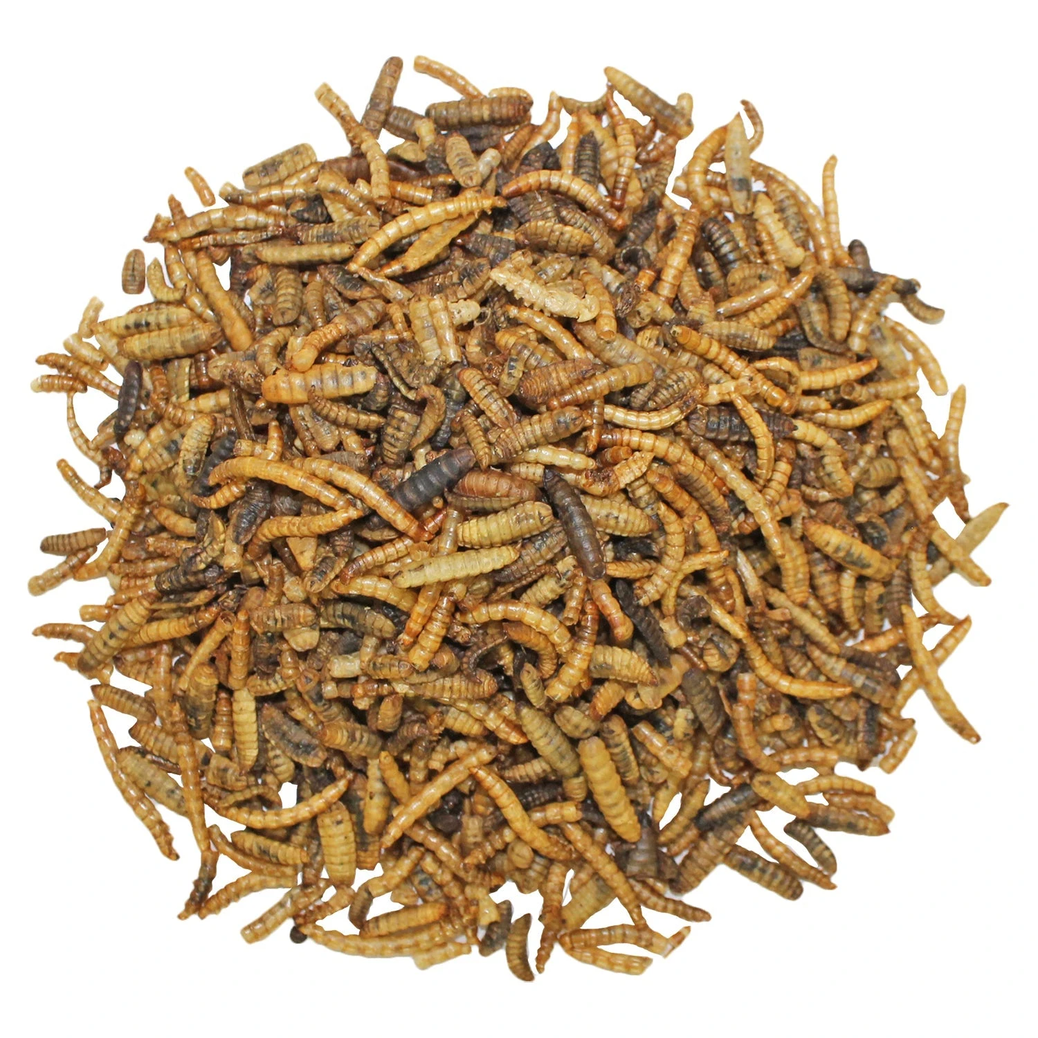 EZ-Worms 3 EZ-Worms - Image 3