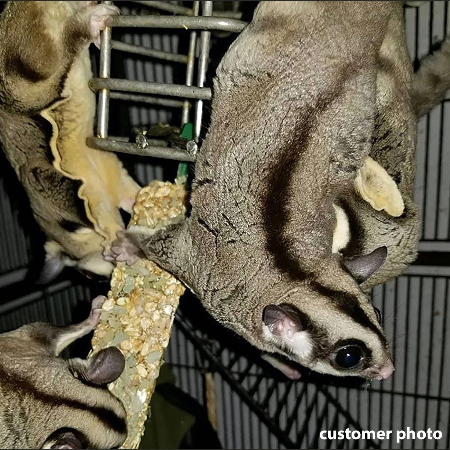 Eucalyptus Sticks 4 Eucalyptus Sticks - Image 4