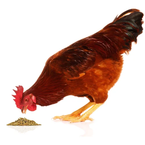 Grub-Worms Black Soldier Fly Larvae -Nutrition Pet Shop GrubwormsAdditional1 84b4271d 49b0 47a6 a003 fe46711e747b