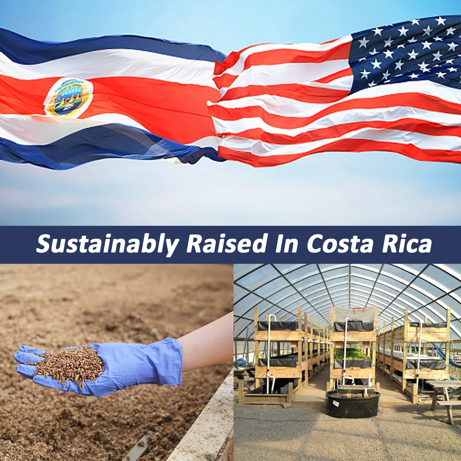 Grub-Worms Black Soldier Fly Larvae 3 Grub-Worms Black Soldier Fly Larvae - Image 3