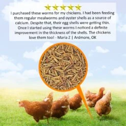 Dried Black Soldier Fly Larvae -Nutrition Pet Shop GrubwormsFeatureAd2 963b58ef 3161 43ad bfd4 ad7dd0886098