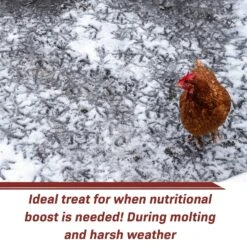 Dried Black Soldier Fly Larvae -Nutrition Pet Shop GrubwormsFeatureAd3 1 ba54ccac 5b1d 4af4 9906 865a5eae48ca