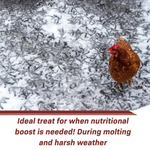 Worm Combo Pack / 5 Lb. Mealworms & 5 Lb. Black Soldier Fly Larvae -Nutrition Pet Shop GrubwormsFeatureAd3 2 5739f116 b2fa 484c 9def 2c2efebdc3e7