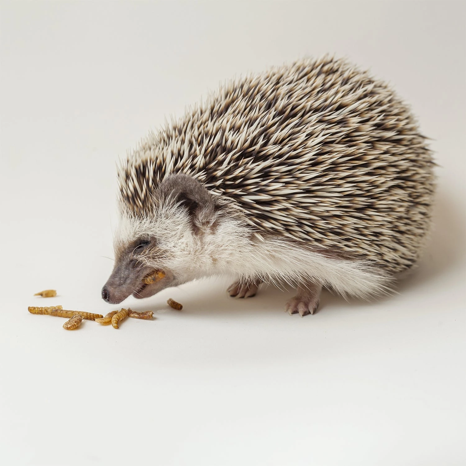 Hedgehog Treat Variety Pack 7 Hedgehog Treat Variety Pack - Image 7