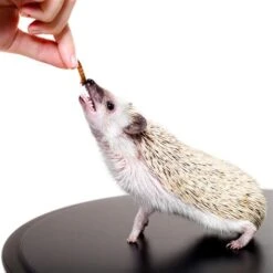 Hedgehog Treat Sampler -Nutrition Pet Shop HedgehogEatingDriedMealwormsShutterstock2 20 1 069adae4 94ca 434b 8a09 c11fde32c478