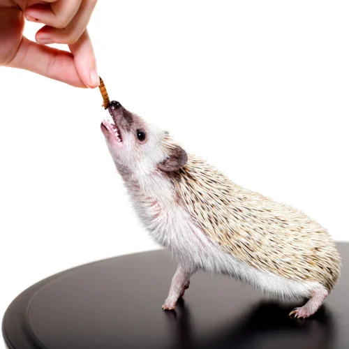Front Page -Nutrition Pet Shop HedgehogEatingDriedMealwormsShutterstock2 6d58267a 853d 4c9e 89ab fe1d0460d473