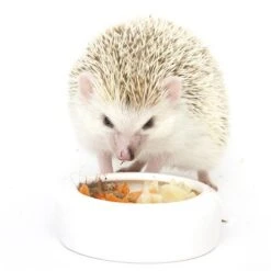 Hedgehog Treat Sampler -Nutrition Pet Shop HedgehogEatingTreatVarietyPack1 20 1
