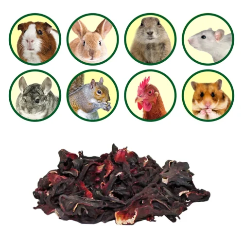 Hibiscus Flower Treat 10 Hibiscus Flower Treat -Nutrition Pet Shop HibiscusFlowers 8