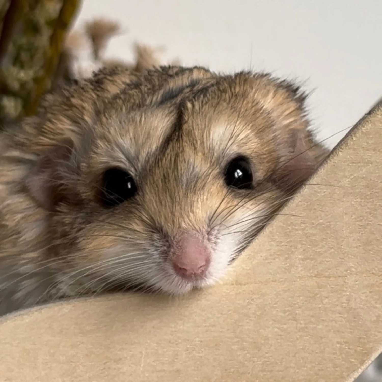 Hide-A-Way Climber 7 Hide-A-Way Climber - Image 7