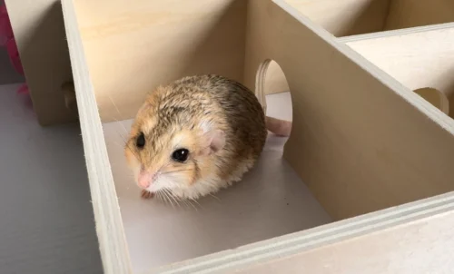 Chamber Box -Nutrition Pet Shop IMG 2628