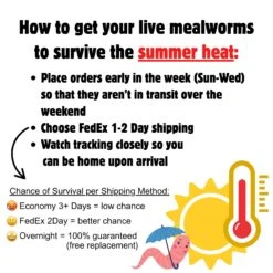 Mealworm Breeder Kit -Nutrition Pet Shop Live Mealworm Additional Photo Survive Summer Heat 4