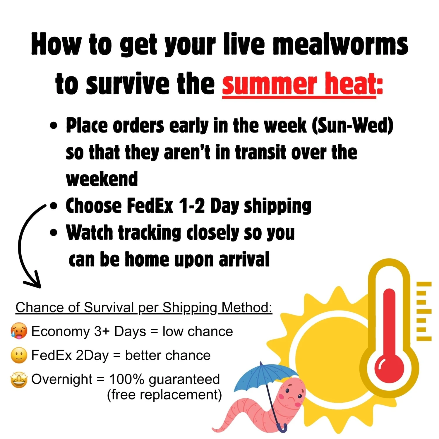 Giant Live Mealworms (1") 3 Giant Live Mealworms (1") - Image 3