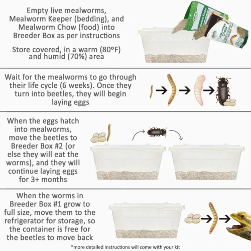 Mealworm Breeder Kit -Nutrition Pet Shop MealwormBreedingInstructions1 76156fe6 a532 4d58 a21b c0dd3633b424