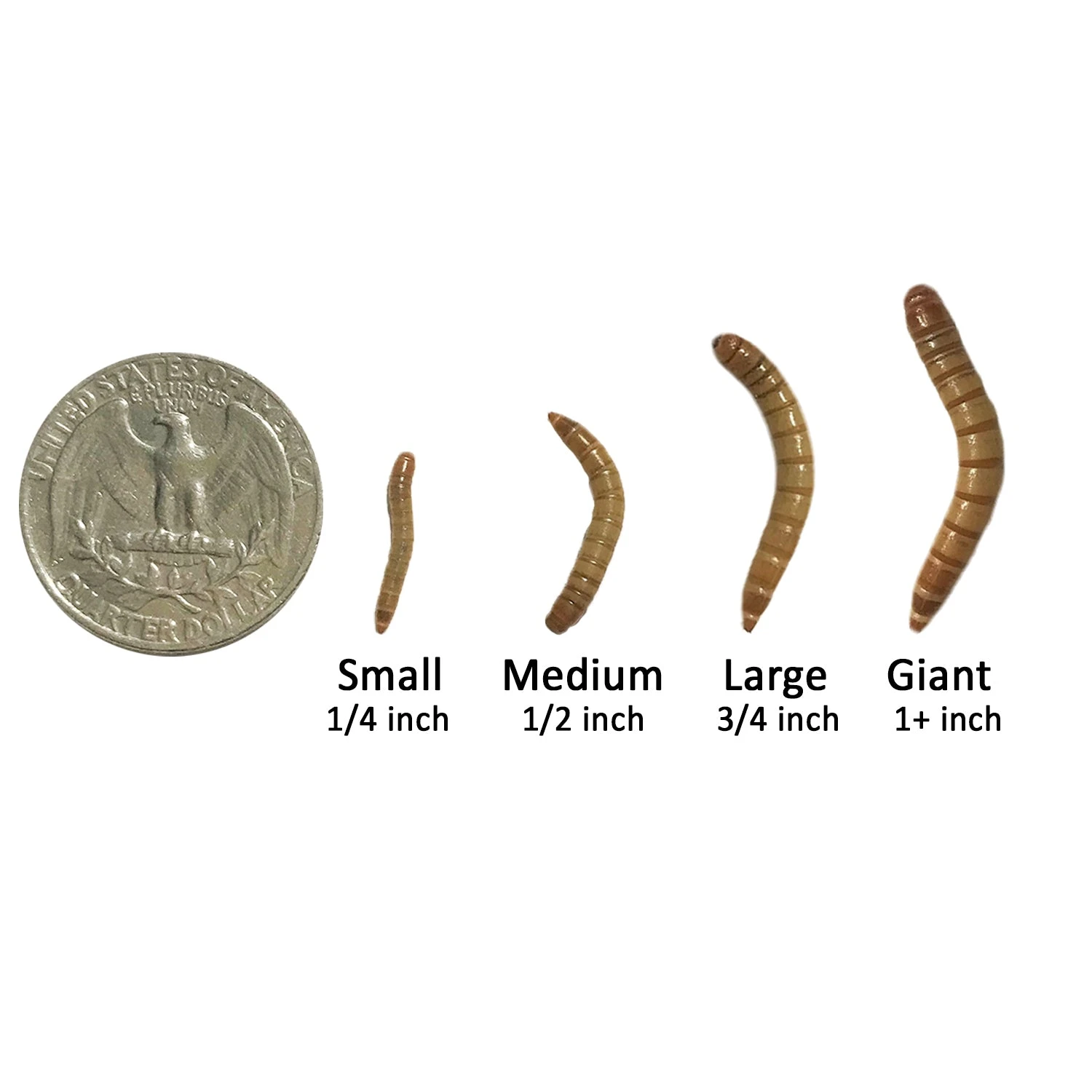 Medium Live Mealworms (1/2") 6 Medium Live Mealworms (1/2") - Image 6