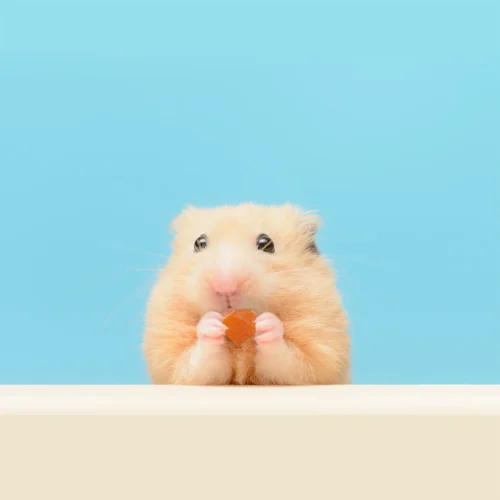 Fruit Medley Treat -Nutrition Pet Shop PapayaTreat7 1