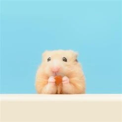 Treat Assortment 29 Treat Assortment -Nutrition Pet Shop PapayaTreat7 6dfedd17 d6fe 4fb5 be26 7ce66334038a