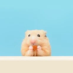 Yogu Drops With Papaya -Nutrition Pet Shop PapayaTreat7 7f2820eb 3f8f 45ce bce7 ec48436545d6