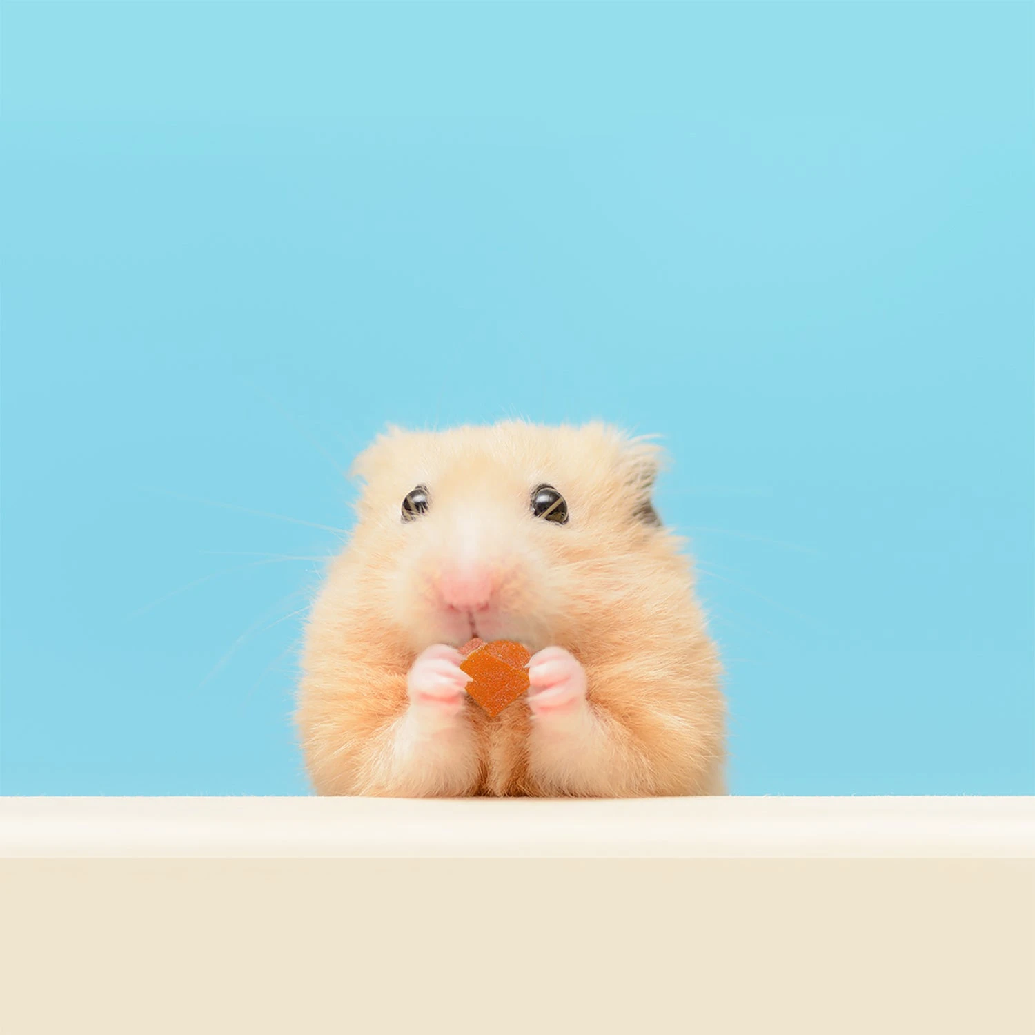 Treat Assortment 14 Treat Assortment - Image 14